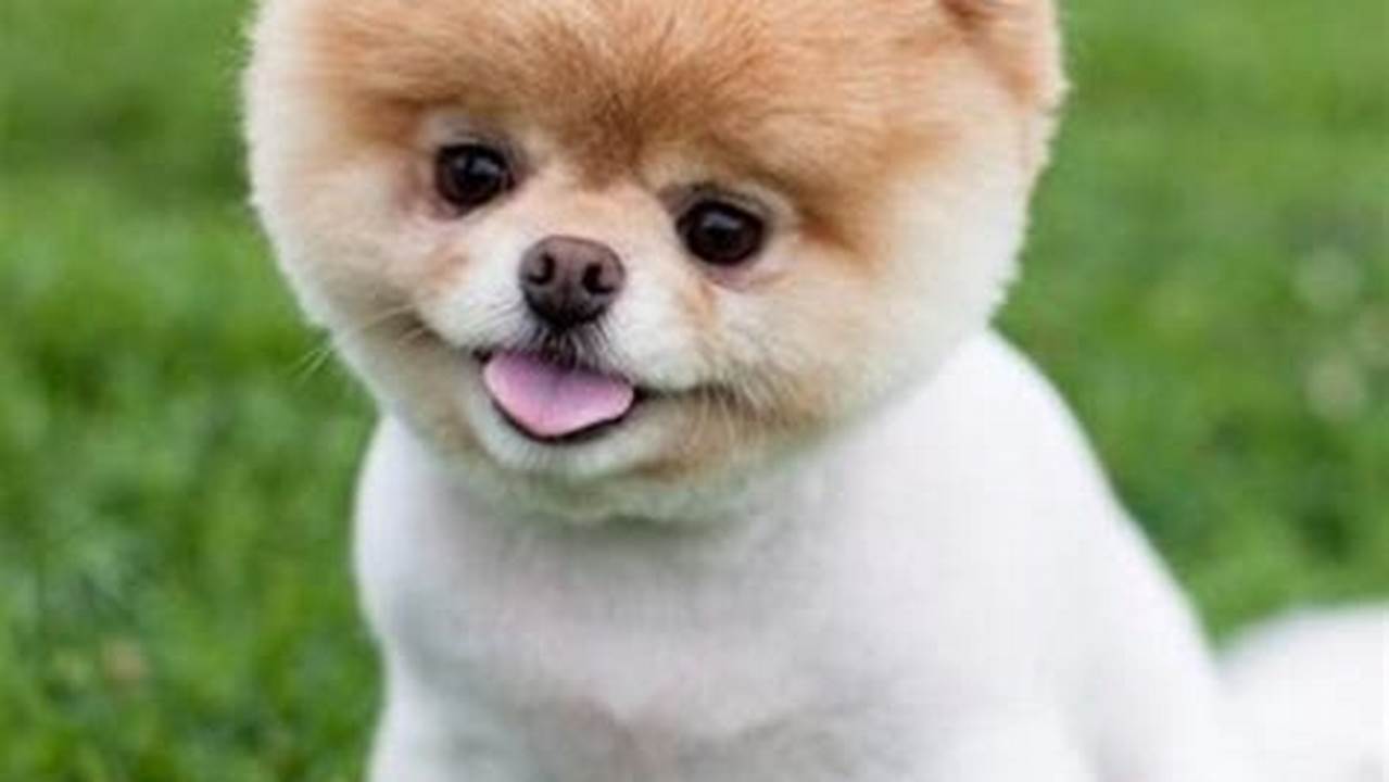 What Is The Cutest Dog Breed In The World 2024