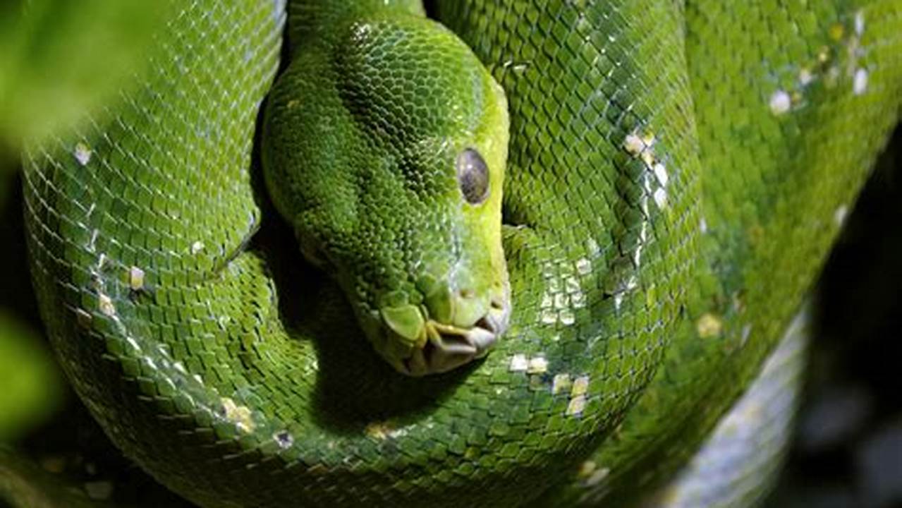 What Snakes Live In The Tropical Rainforest