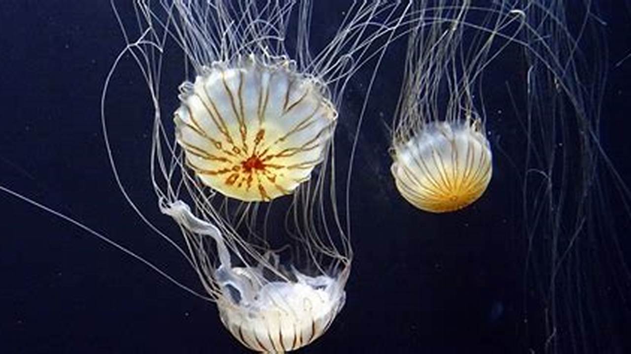 When Is Jellyfish Season In Texas 2024