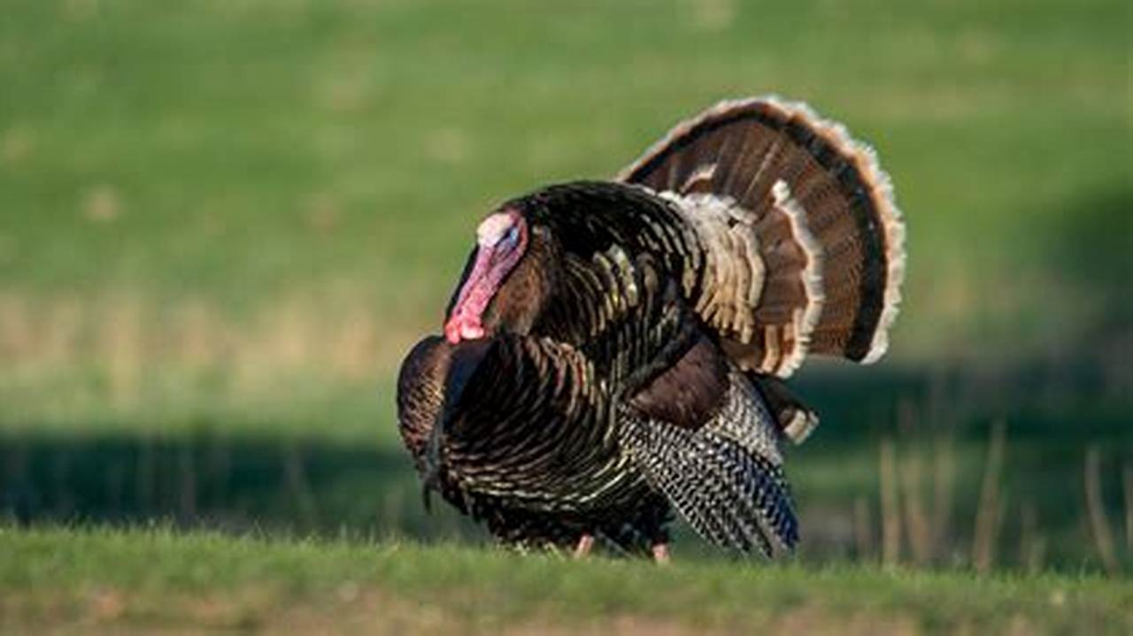 When Is Spring Turkey Season 2024