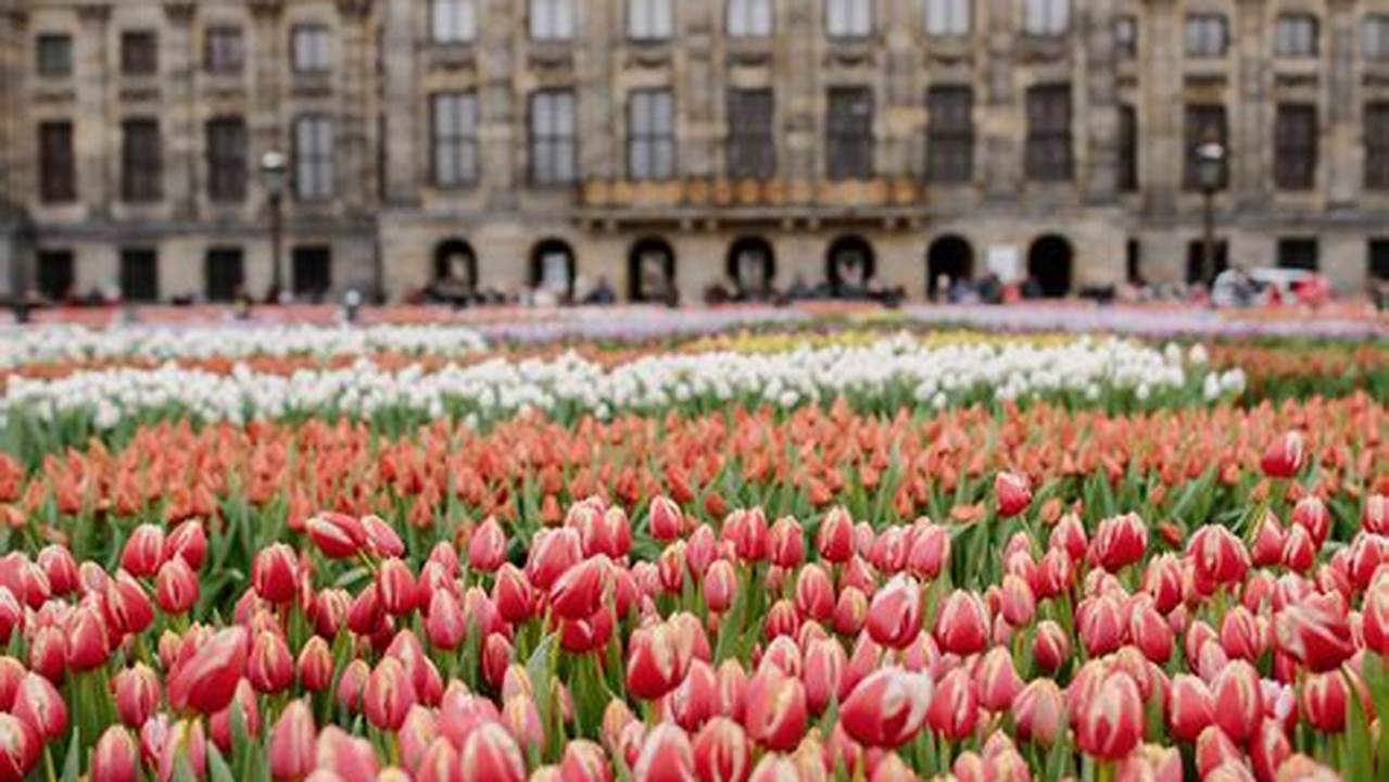 When Is Tulip Season In Amsterdam 2024