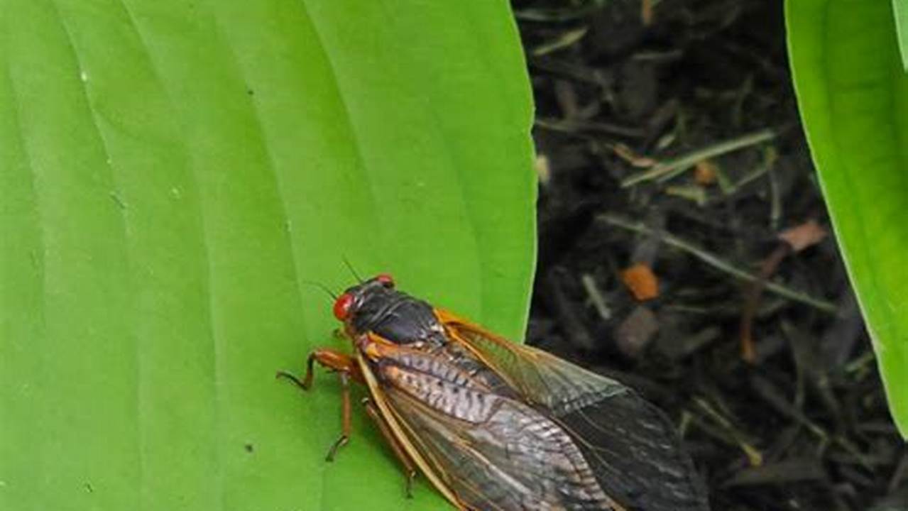 When Will The Cicadas Come Out In 2024?, 2024