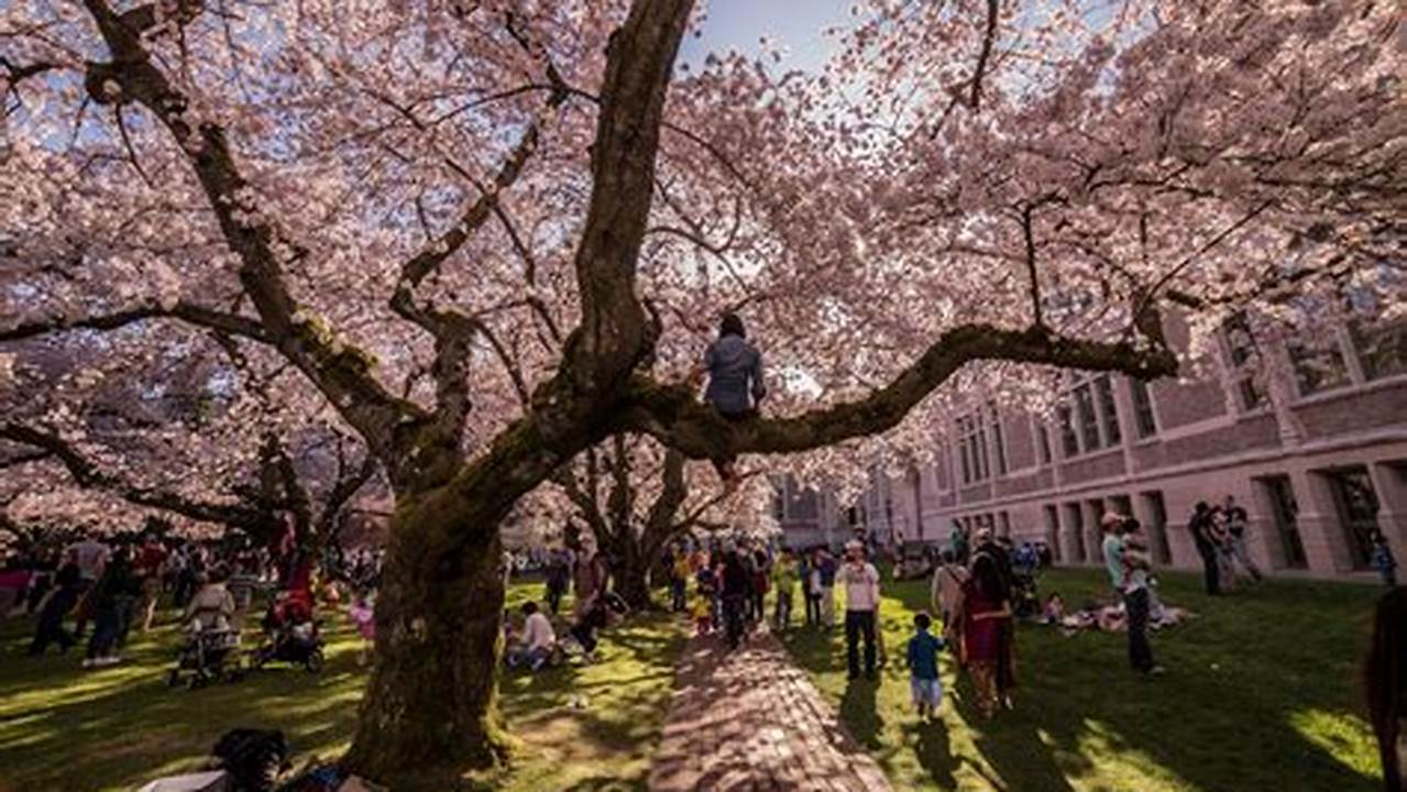 Where (And When) To See Cherry Blossom In., 2024