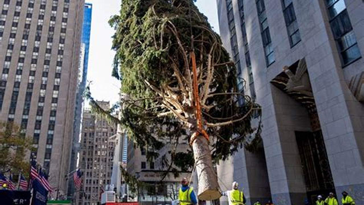 Where Did Rockefeller Tree Come From 2024