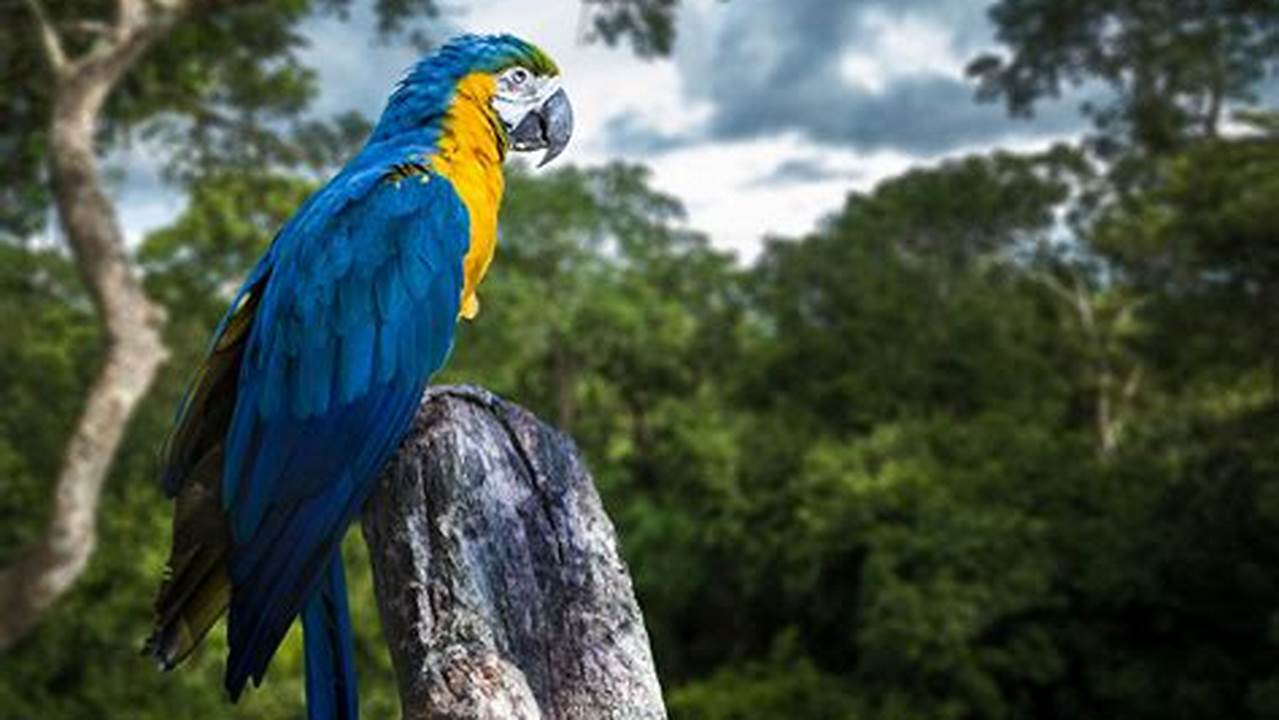 Which Animals Live In The Amazon Rainforest