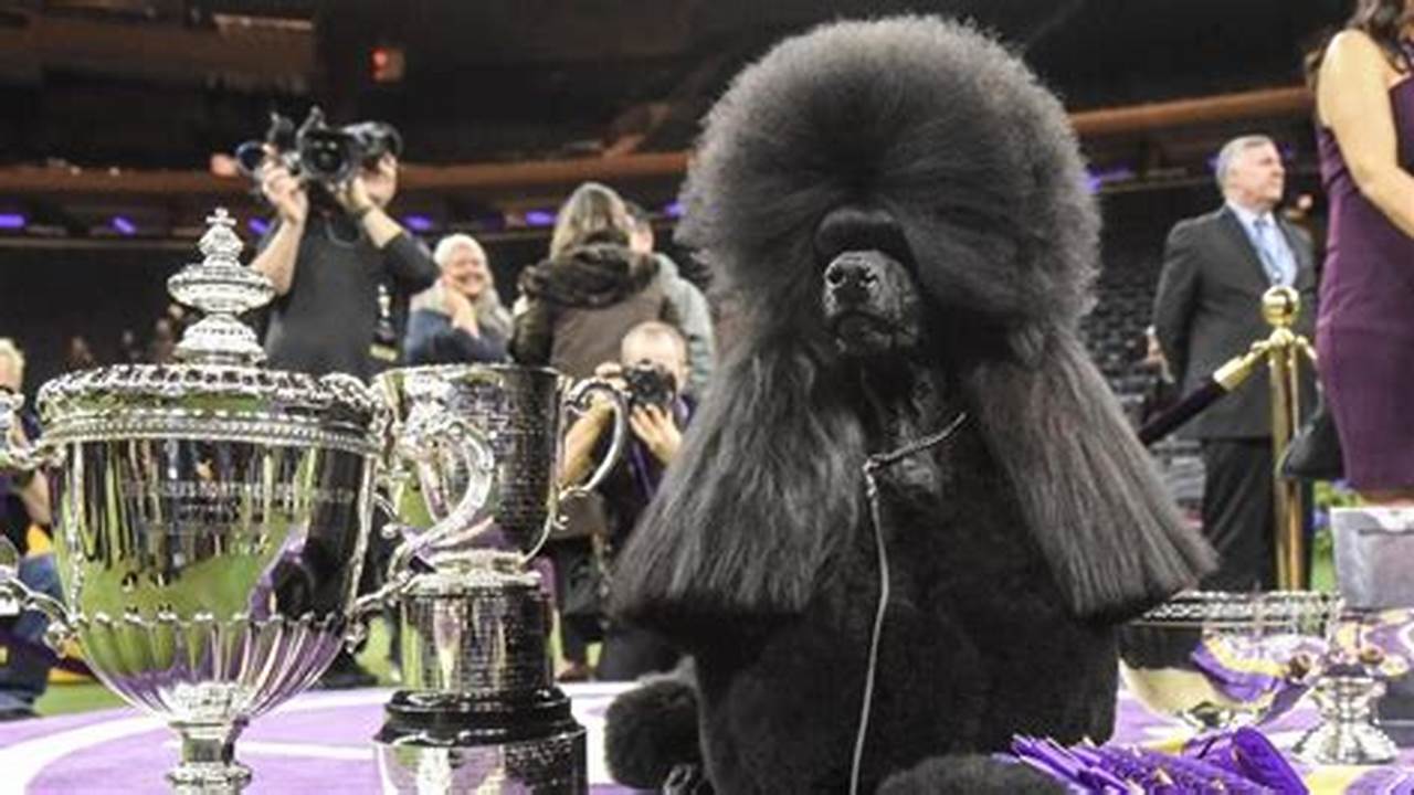 Which Dogs Have Won The Westminster Dog Show?, 2024