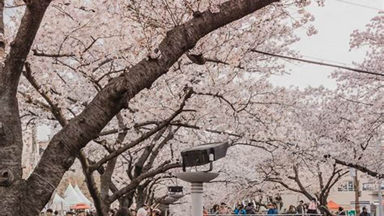 Why Is Jinhae So Famous For Its Cherry Blossoms?, 2024