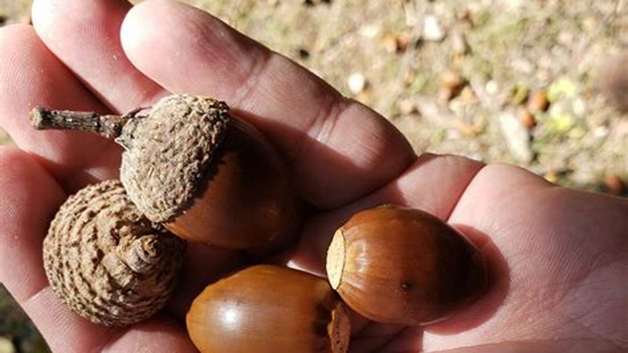 Why So Many Acorns This Year 2024
