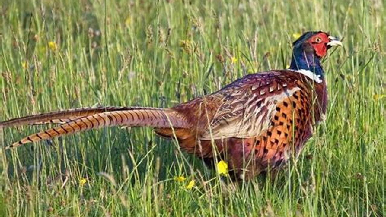 Wi Pheasant Season 2024