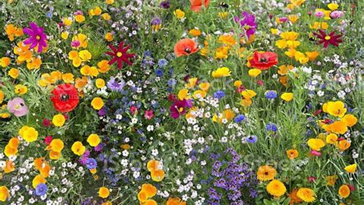 Wildflower Mixtures For Bees