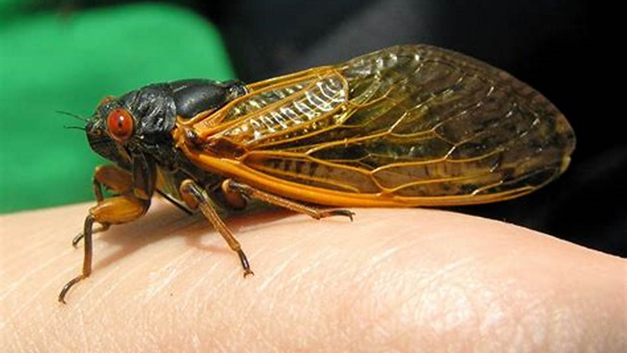 Will Cicadas Come Out In 2024
