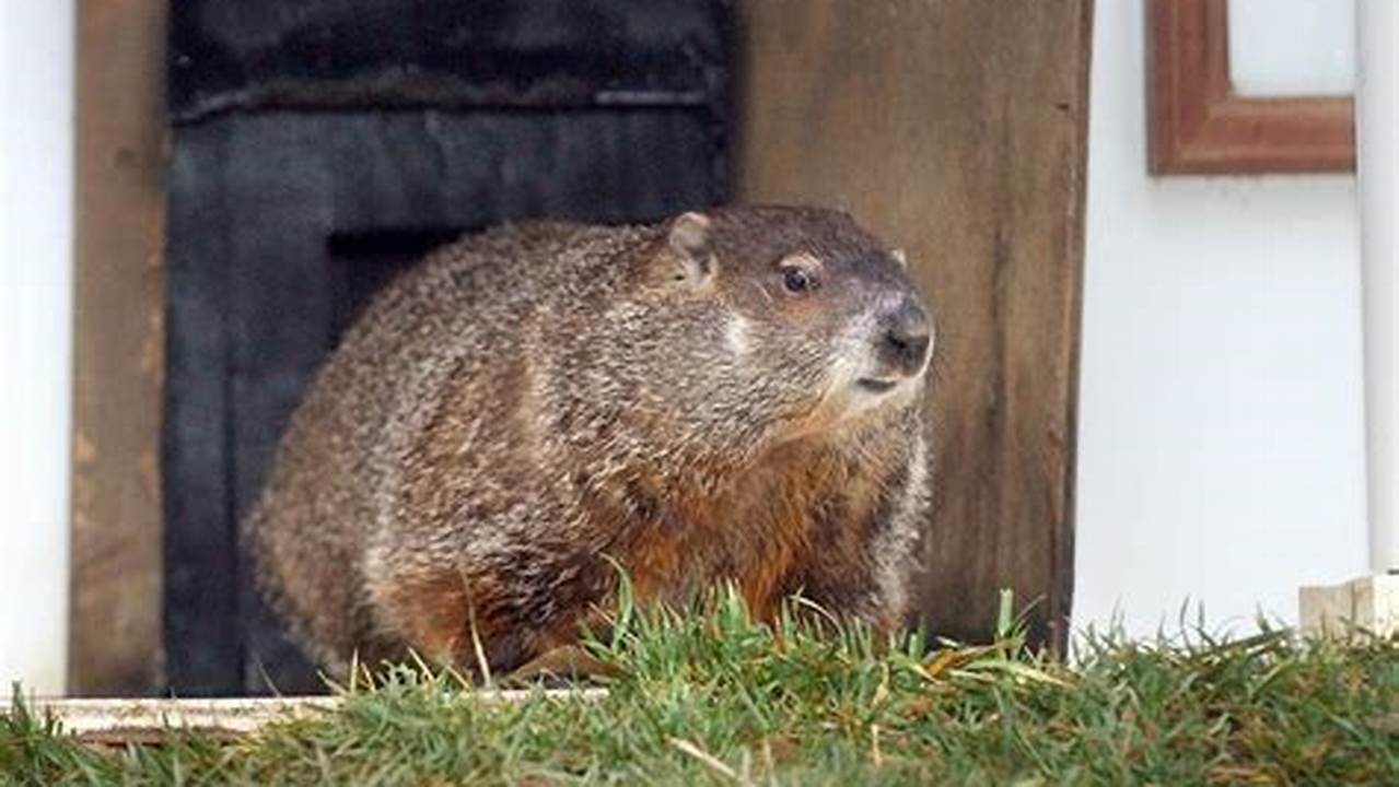 Will The Groundhog See His Shadow In 2024