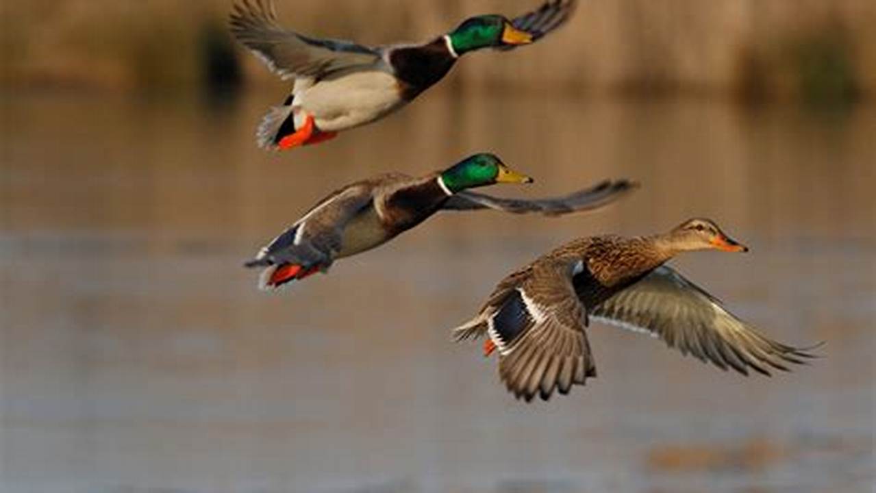 Wisconsin 2024 Duck Season