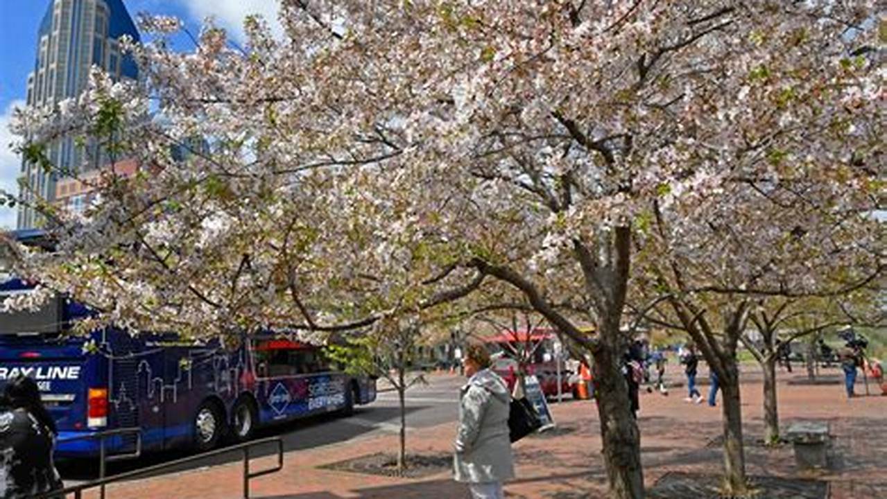 With The Cherry Blossom Walk, Hosted By Sister Cities Of Nashville., 2024
