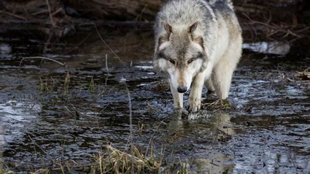 Wolves On The Water 2024