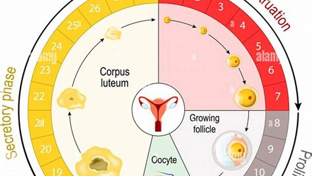 Women'S Menstrual Cycle Calendar