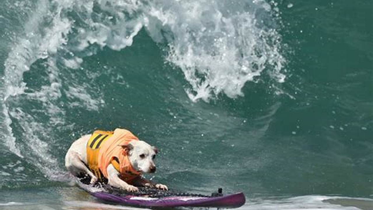 World Dog Surfing Championships 2024