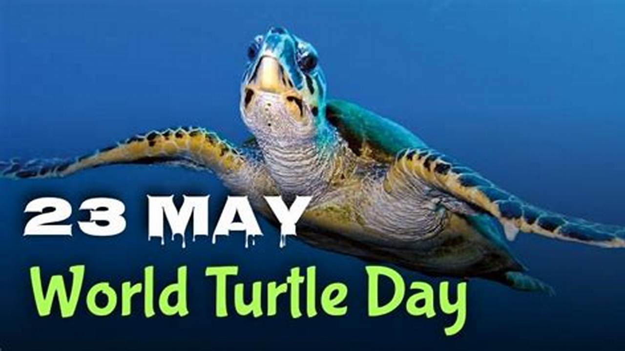 World Turtle Day 2012