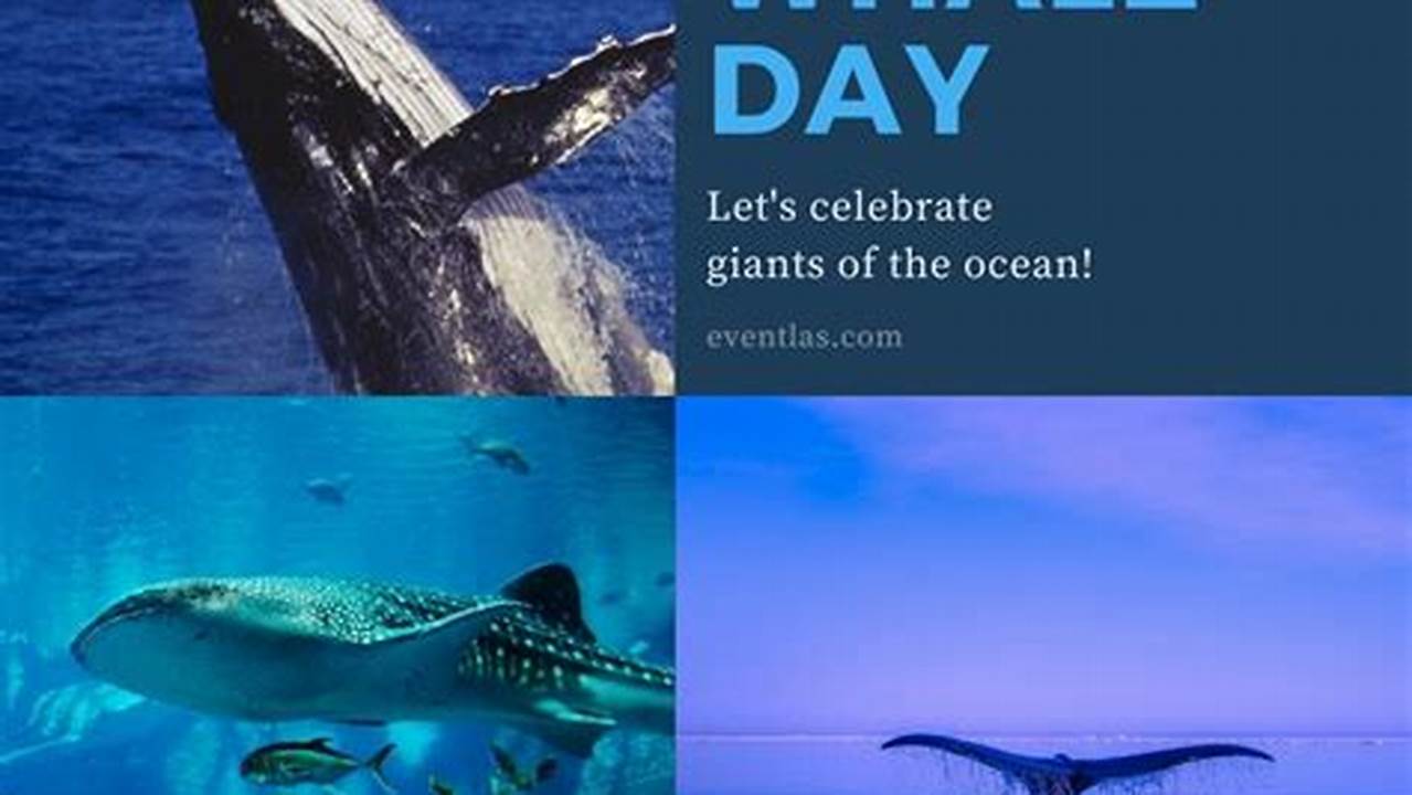 World Whale Day 2024 Pictures Free