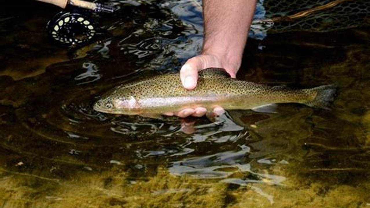 Wv Trout Stocking Report 2024