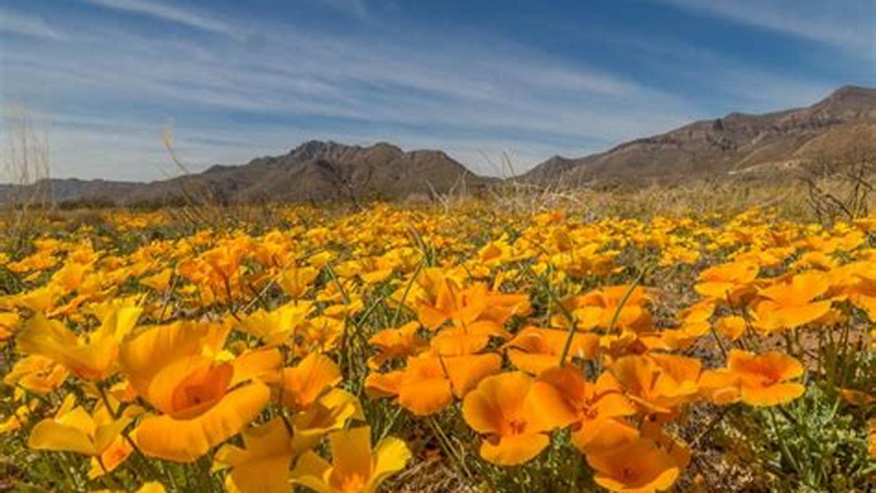 Yellow Poppies In El Paso