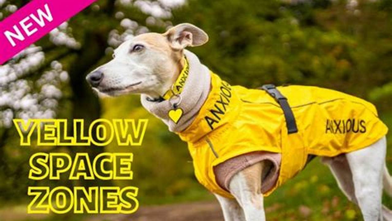 Yellow Space Zones At All About Dogs Show Newbury 2024 12/03/24., 2024
