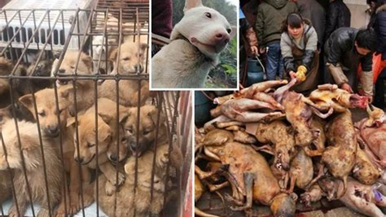 Yulin Dog Meat Festival 2024 Banned In Australia