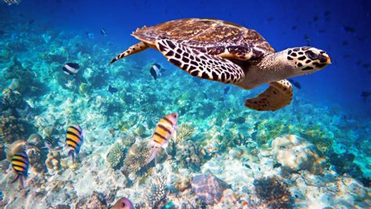 Zanzibar Sea Turtles