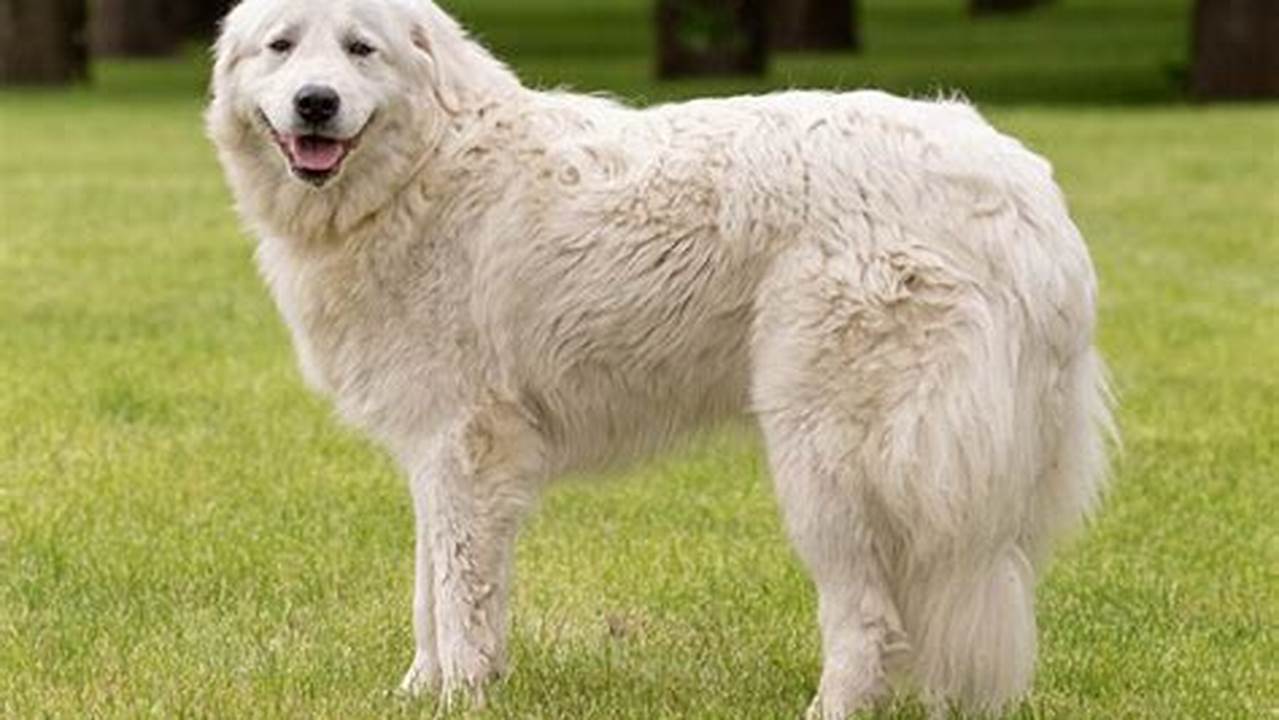 Unleash the Secrets of the Abruzzese Mastiff: Discoveries and Insights