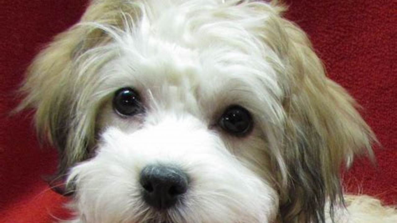 Adopt a Havanese: Find Your Loyal and Loving Companion