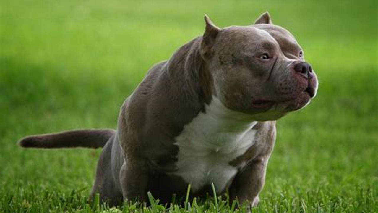 Unleash the Secrets of American Bully Kennels: Discoveries and Insights