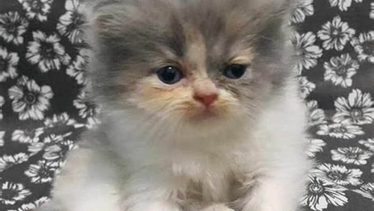 Temukan Anak Kucing Persia Idaman Anda: Panduan Lengkap