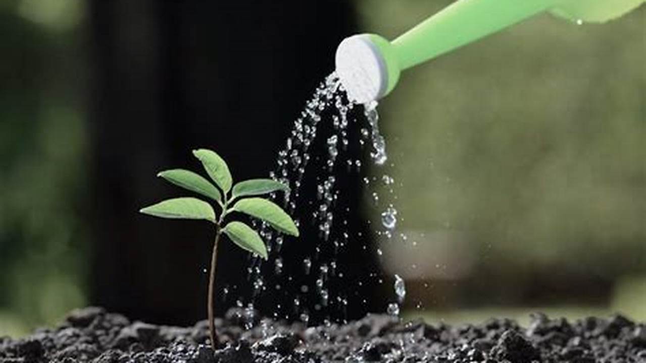 Manfaat Air Bagi Tumbuhan yang Jarang Diketahui