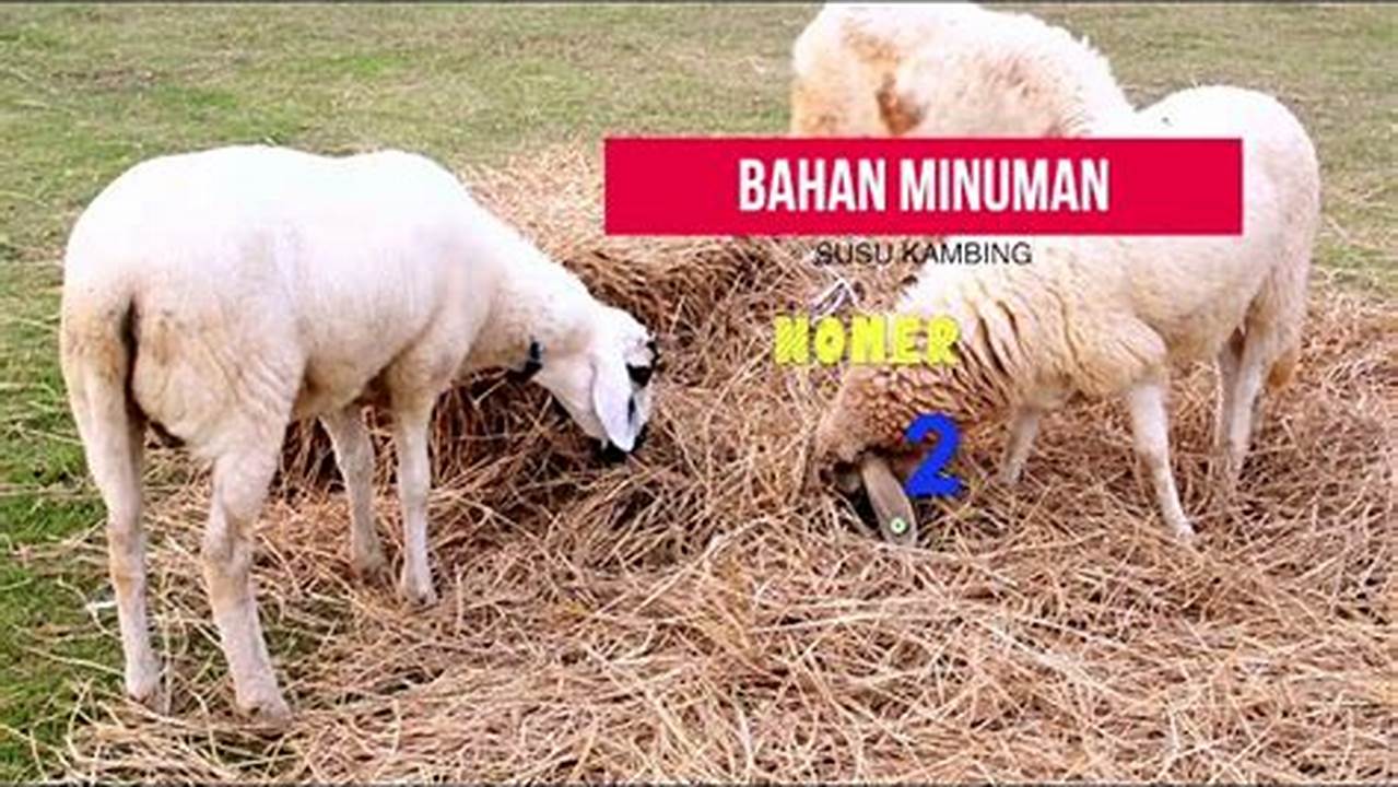 Temukan Manfaat Kambing yang Jarang Diketahui dan Harus Anda Tahu