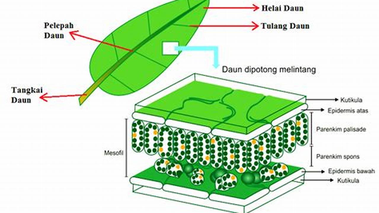 Ungkap Peran Daun: Rahasia di Balik Gambar yang Menakjubkan!