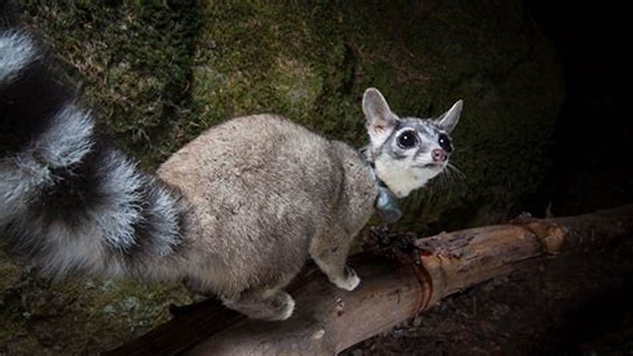Uncover the Truth: Are Ringtail Cats a Hidden Danger?