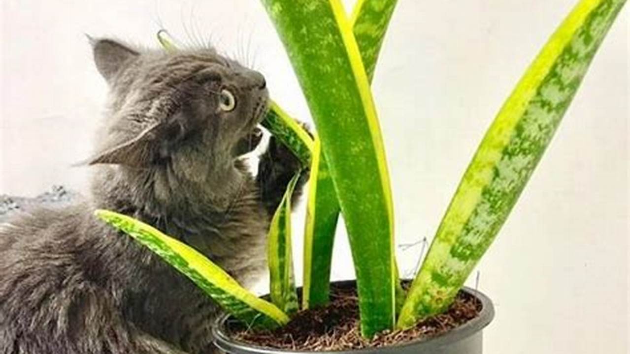 Are Snake Plants Poisonous to Cats?