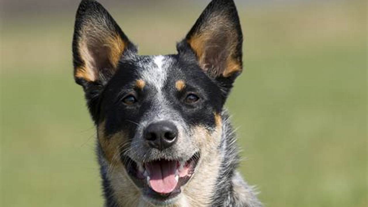 Australian Dog Breeds: A Guide to Iconic Aussie Canines