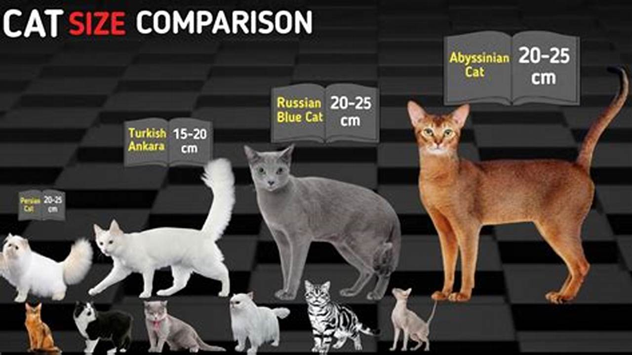 The Ultimate Guide to Average Cat Measurements for Growing Cats