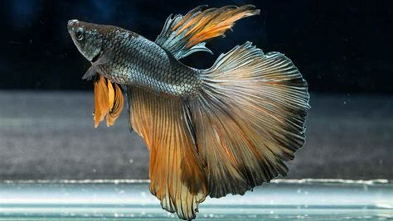 Panduan Memilih Bibit Ikan Cupang Unggul: Tips Rahasia untuk Ikan Sehat dan Bernilai Jual Tinggi