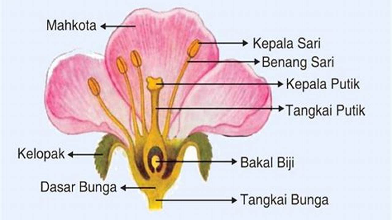 Belajar Bagian-Bagian Bunga: Referensi Lengkap untuk Memahami Bunga