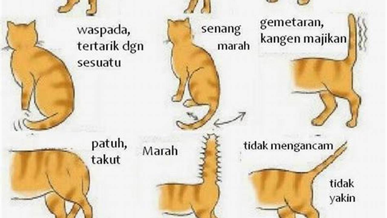 Rahasia Memahami Bahasa Kucing untuk Perawatan Kucing yang Optimal