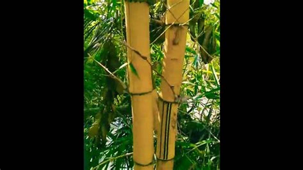 Temukan Manfaat Bambu Kuning yang Jarang Diketahui