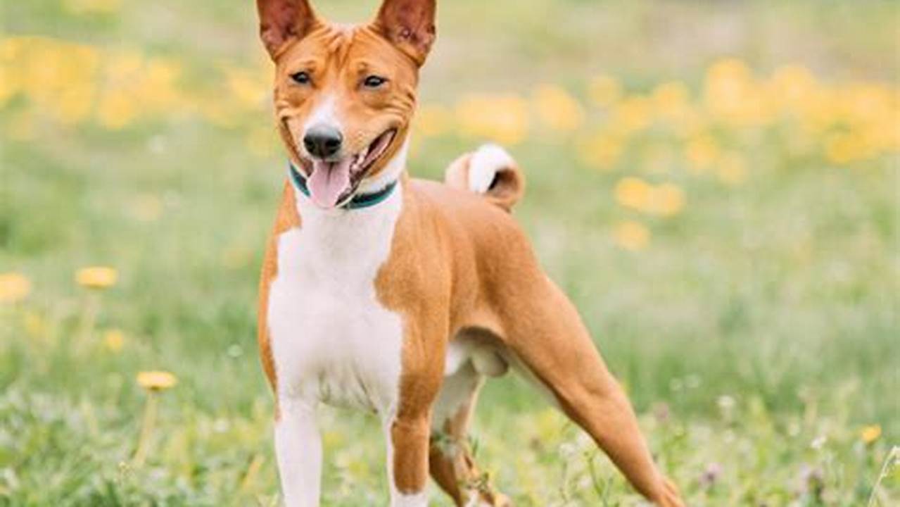 Seek Your Perfect Match: Adopt a Loyal and Affectionate Basenji Today!