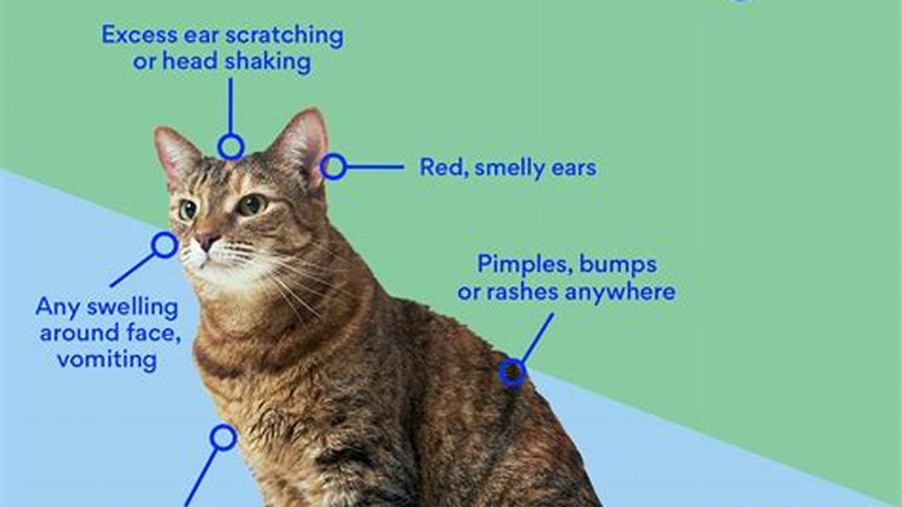Unveiling the Purrfect Companions: Discover the Best Cats for Allergy Sufferers