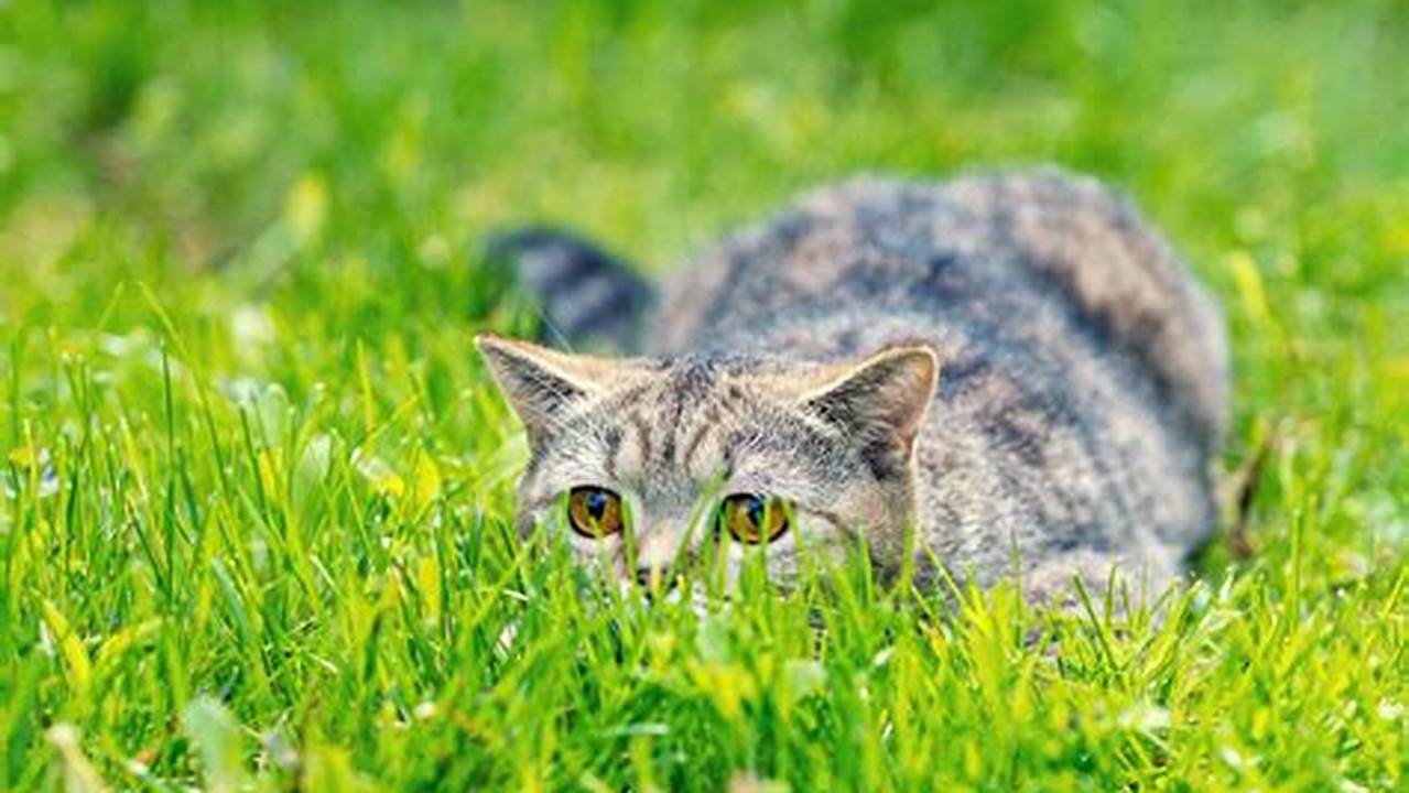 Discover the Purrfect Match: Unlocking the Secrets of "Best Cats in Sod"