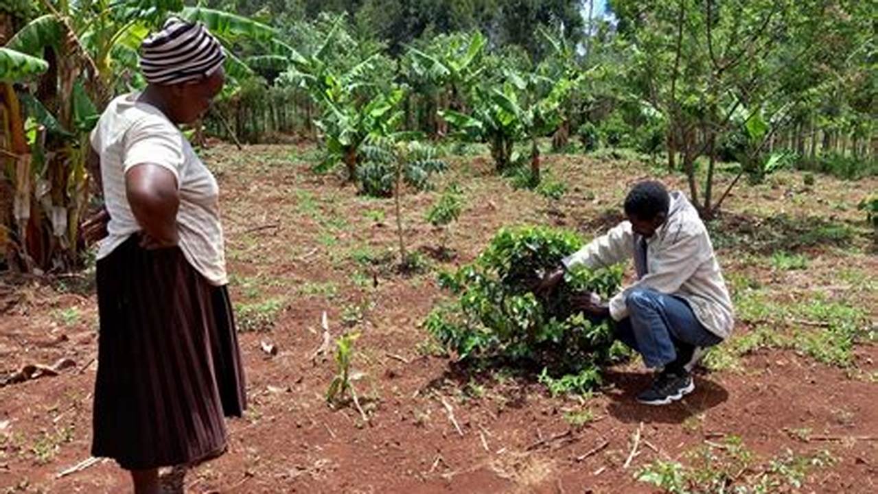 Uncover the Secrets of Kenyan Coffee Excellence: A Deep Dive into Best Farming Practices