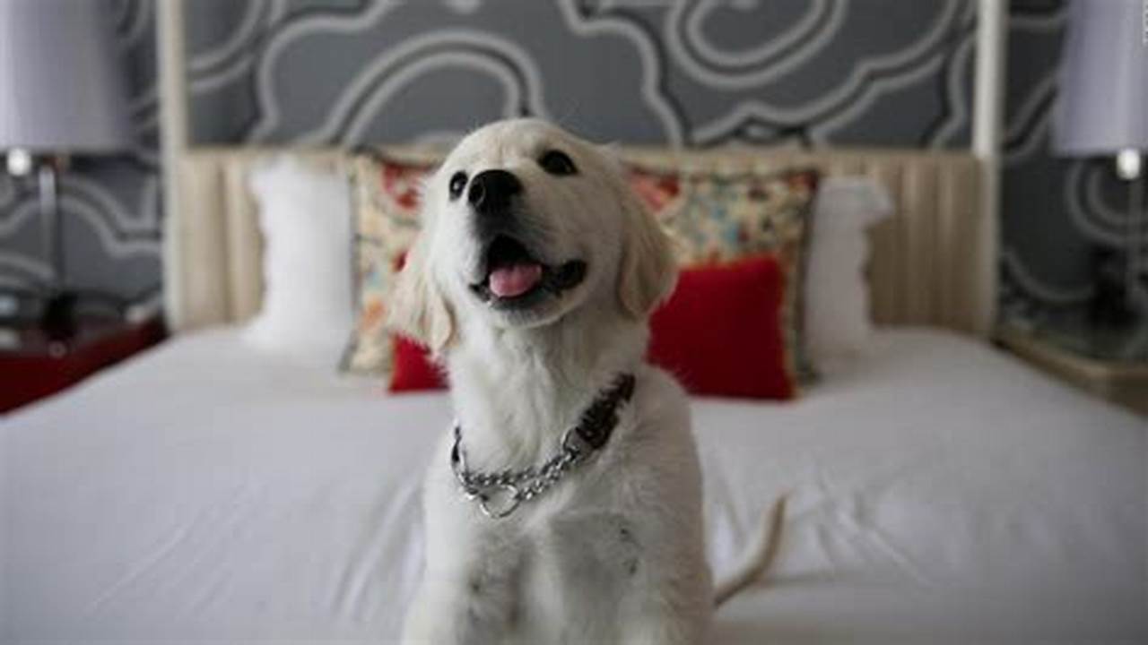 Find the Purrfect Getaway: Top 7 Pet-Friendly Hotels in NYC