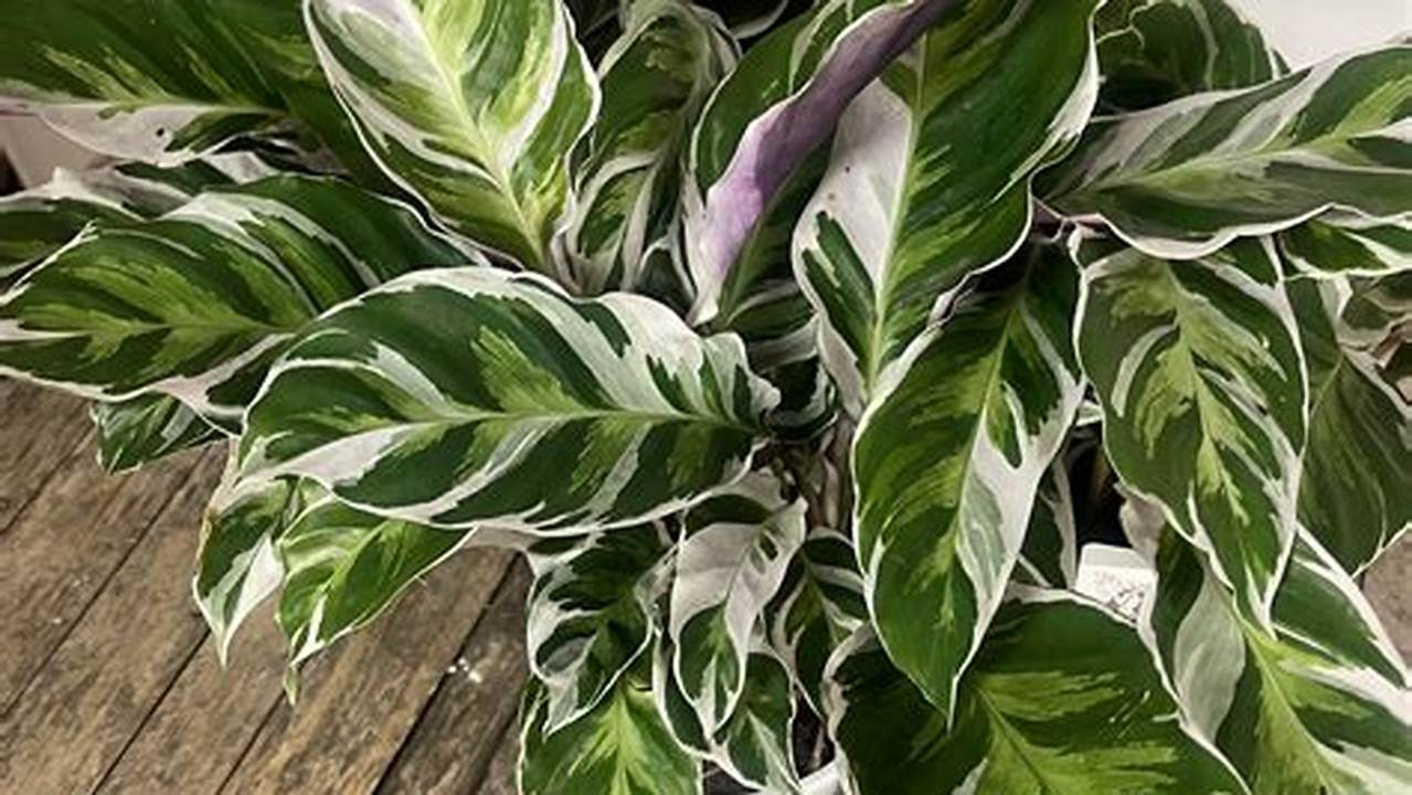 Calathea white fusion obi : Un joyau tropical à découvrir !