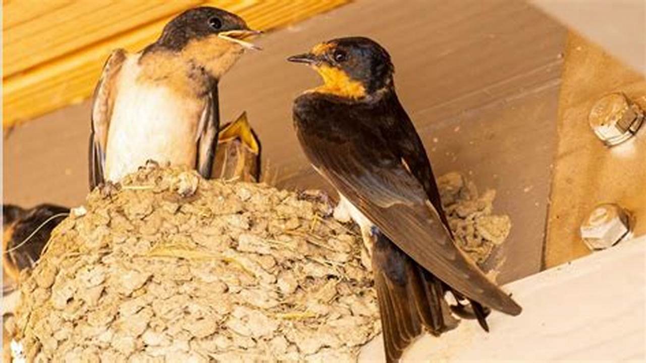 Panduan Lengkap: Cara Berkembang Biak Burung Walet